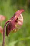 Purple pitcherplant